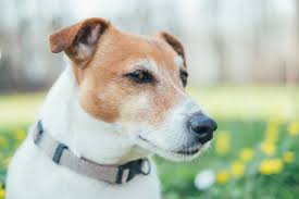 Jack Russell Terrier Descubra Tudo Sobre A Raca Aqui
