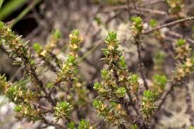 Image result for Anthospermum whyteanum