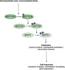 He is the author of ends of assimilation: Frontiers Mitogen Activated Protein Kinase Cascades In Plant Hormone Signaling Plant Science