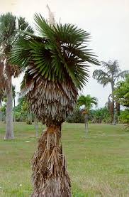 Image result for Coccothrinax