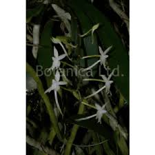 Image result for Rhipidoglossum