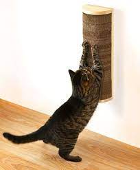 Pin On Cat Facts
