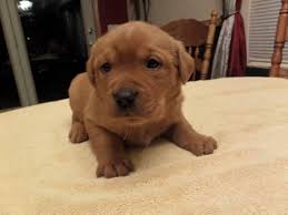 Minnie, labrador retriever for adoption in indianapolis, indiana. Flame Male Red Lab Puppy For Sale In Indianapolis Indiana Classified Americanlisted Com