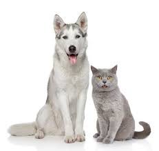 Bauchspeicheldrusenentzundung Bei Hunden Und Katzen Hund Und Katze Susse Hunde Und Katzen Tiere