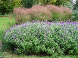 In the fall, nearly everyone who walks in my door asks about the. Midnight Mexican Bush Sage All Purple Mexican Bush Sage Butterfly Nectar Sources Almost Eden
