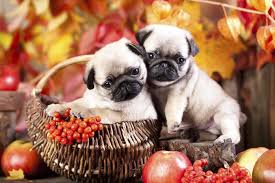 Safe Thanksgiving Foods To Share With Your Dog Plus Those To Avoid