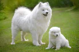 Download in under 30 seconds. 10 Fluffy Dog Breeds Fuzzy Long Coated Canines Worth Cuddling