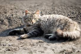 „was hilft gegen migräne? ist eine frage, die alle betroffenen beschäftigt. Hilfe Gegen Katzenkot So Bleibt Ihr Garten Sauber