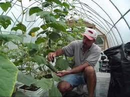 A few days after the seeds in each hill sprout, use a pair of garden shears to cut down the weaker seedlings at the soil line. Greenhouse Cucumbers Sharing Seeds Youtube