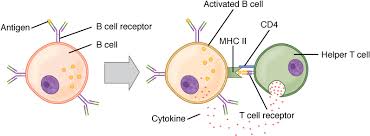 Image result for B-Lymphocyte