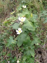 Image result for Lagenaria abyssinica