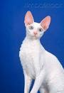 Cornish Rex - Price, Personality, Lifespan