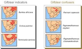 Image result for Pygmaeothamnus zeyheri