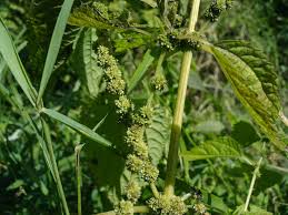 Image result for Barleria boehmii