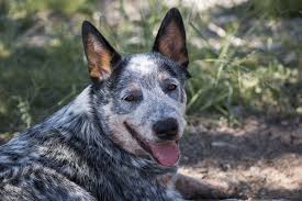 Australian cattle dogs are the superstars of the herding breeds. Bluey The World S Oldest Dog Extreme Electric Dog Fence 2021 Diy Kits