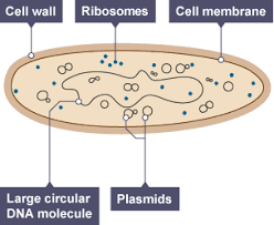To compare and contrast animal, plant and fungal cells 3. Biology Cells Tissues And Organs Revision Cards In Gcse Biology