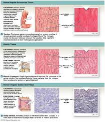 Figure Showing The Types Of Dense Connective Tissue Anatomy And Physiology Textbook Human Anatomy And Physiology Tissue Biology