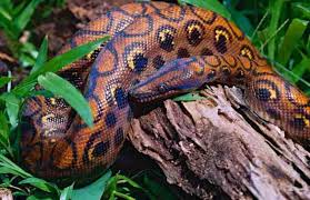 How Fast Is A Rainbow Boa? I Need To Know. - Quora