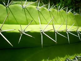 You have to bandage it after drying. Why Do Cacti Have Spines 4 Reasons Cacti Are Spikey