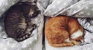 Does my cat love me? How To Show Your Cat You Love Them This Valentine S Day