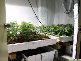 Maybe you would like to learn more about one of these? 4x4 Hydroton Flood Tub Grow Questions 420 Magazine
