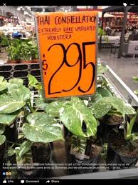 For all their careful genetic planning, they're. Like A Diamond The Hipster Plant Worth 300 We Can T Get Enough Of