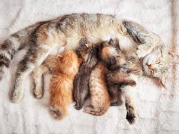 The kittens, however, may have a little more trouble with the process. 4 Ways To Know If Your Kitten Was Taken Away From Its Mother Too Soon