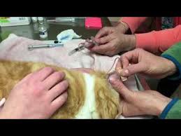 Signs of feline aural hematomas. Aural Hematoma In A Cat Quick Easy Cheap But Short Term Method To Correct Youtube