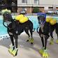 Halloween Romp & Play Date — Greyhound Pet event image