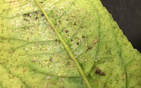Image result for thrips damage on cucumber