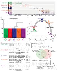 Indicate, using the letters provided, where each muscle group is on the diagram. Transcriptional Landscape Of Myogenesis From Human Pluripotent Stem Cells Reveals A Key Role Of Twist1 In Maintenance Of Skeletal Muscle Progenitors Elife
