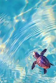 We did not find results for: Turtle Water Pinned By Www Smithgoldsmith Com Baby Sea Turtles Sea Turtles Photography Sea Turtle Pictures