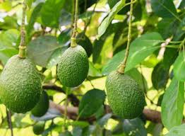 Sahabat, silakan perhatikan gambar daun amplas di bawah ini. Tidak Sengaja Rebus Daun Alpukat Lalu Minum Airnya Wanita Ini Rasakan Hal Berbeda Pada Tubuhnya Dalam Sekejap Semua Halaman Sajian Sedap