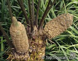 Image result for Alafia zambesiaca