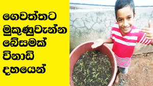 Green house price in sri lanka or poly tunnel price in sri lanka is very high. Home Gardening In Sri Lanka Growing Leafy Vegetables In The Home Garden Growing Organic Gardening