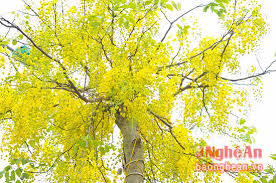 Image result for muồng hoàng yến