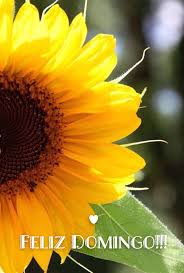 Disfruta del día y que no te falte alegría. Feliz Domingo Feliz Dia Domingo Sunday Happy Sunday Happy Day Que Pases Un Lindo Dia Buenos Dias G Imagem Girassol Jardim De Girassois Girassol