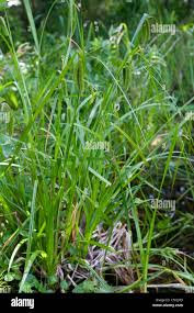 Image result for Cyperus latifolius