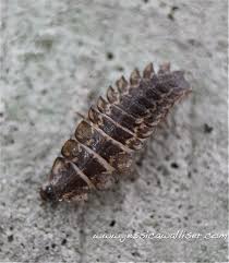 Firefly larva | Jessica Walliser