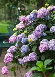 This flowers type is used with fancy shed decorations. 20 Perennials For Shade That Bloom All Summer With Pictures