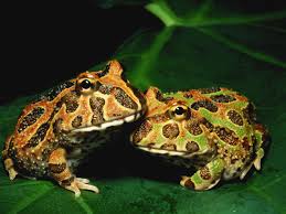 Just like the strawberry pineapple, this frog is named for the colors of the food it. A Guide To Caring For Pacman Frogs As Pets