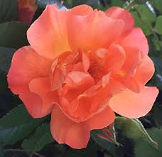Other common names rose westerland. Prune Roses When Forsythia Blooms But Don T Cut Back Climbing Roses Buffalo Niagaragardening Com