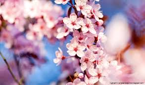 Tons of awesome cherry blossom anime wallpapers to download for free. 27 Japanese Cherry Blossom Anime Wallpaper Sachi Wallpaper