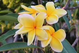 Image result for Plumeria rubra