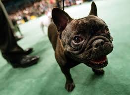 French bulldog texas has been producing french bulldog puppies since 2001. Organized Crime Is Taking Over The French Bulldog Puppy Trade