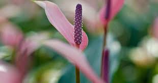 Schott, 1829), is a genus of about 1000 species of flowering plants, the largest genus of the arum family, araceae. Anthurium Koppert