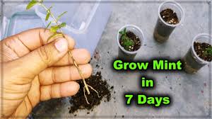 Use aquaponics to grow mint indoors. How To Grow Mint In Just 7 Days Ll Unique Process To Grow Mint Cuttings Get 100 Result Results Youtube