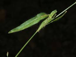 Image result for Hackelochloa granularis