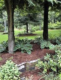 Check spelling or type a new query. Practical Permaculture Planting Under Pine Trees Pine Garden Backyard Landscaping Landscape Trees