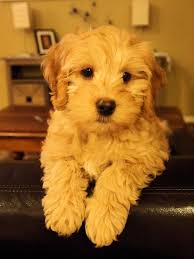 Which is the best mill creek cockapoo puppy? Pin On The Future Dog I Will Be Getting When I Return To The Us